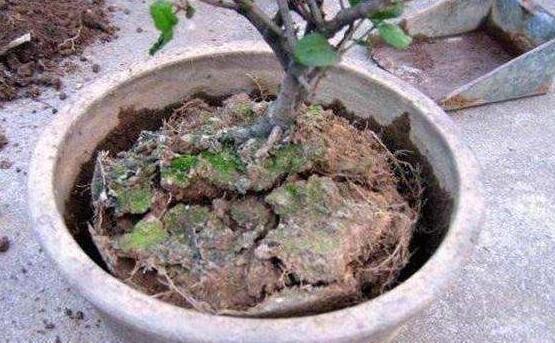 养花土太硬1种“液体”浇盆里!铲不动的土壤,10分钟后变松软