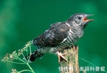 银河|一个不太著名的诗人,写一诗深得李贺诗神髓,备受王安石称赞