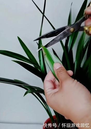 盆栽兰花,养护重点放在这里,长势才会好