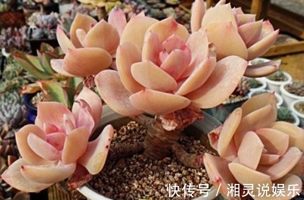 家中常备“巨无霸”多肉,养家里能撑场面,多肉爱好者们快养一盆