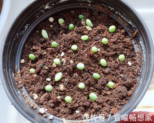 这种多肉,叶子圆鼓鼓的像葡萄,俩月就能挤满盆!