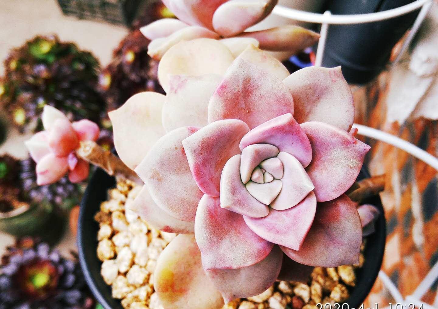 别嫌万象盆丑，其实拿来种多肉很实用，我好些多肉都是用它栽种的