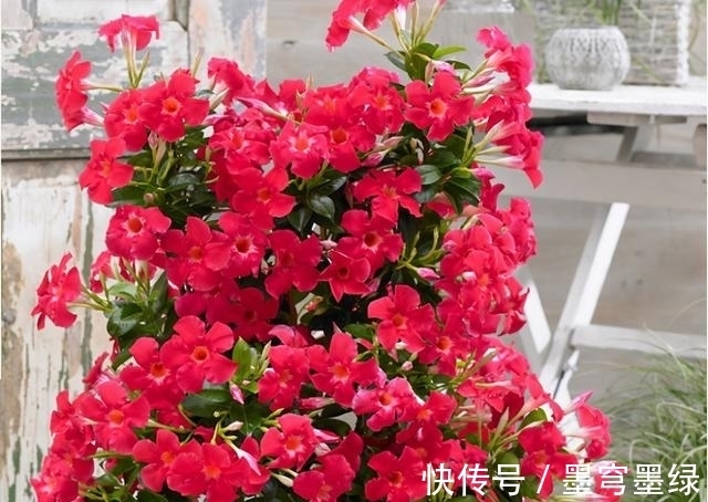 9种花不用花钱买,掐根枝条插土里,2周即可生根,好养易成活