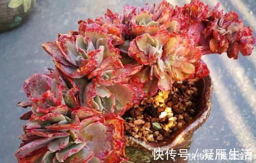 适应能力|多肉淋水后,哪些事情不该做,早知道才能避免“发烧”