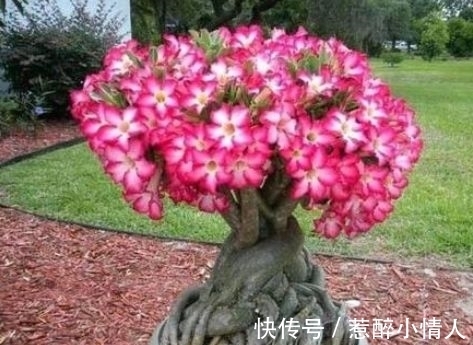 茉莉花|4种花是懒人的最爱,有阳光就爆盆,年年开花美翻