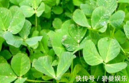 增强体质|女性想要皮肤好,常吃4种食物,排毒燃脂,清理肠胃,甩掉小赘肉