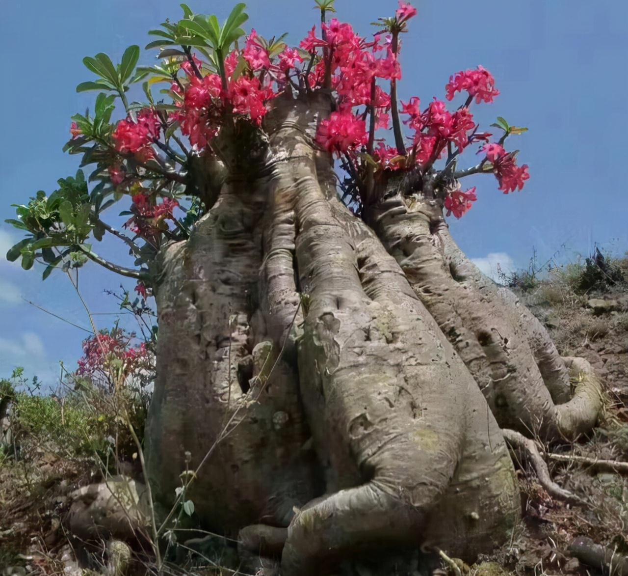 长寿花|天气冷,六种花要干养,少水多晒才健壮,养成老桩更旺家