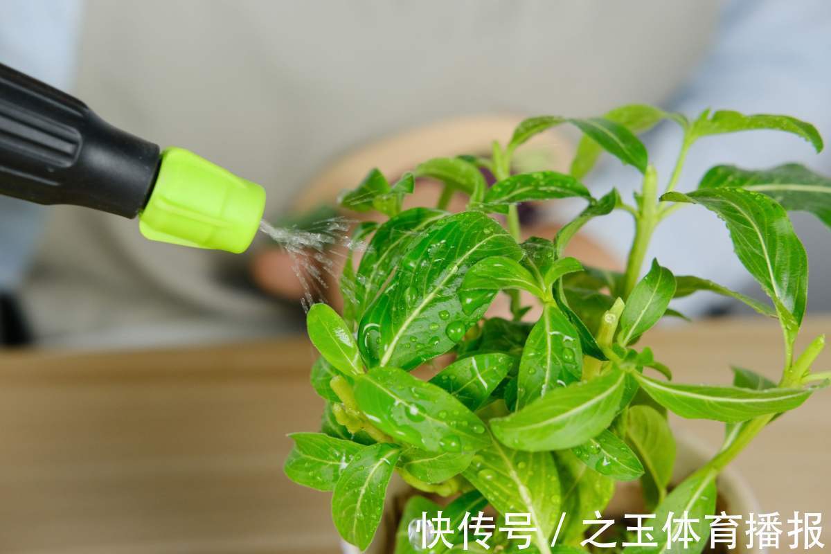 浇水量|教你一些浇水的方法,从此浇花不再盲目,花长得又快又旺!