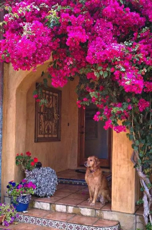 盆景|三角梅养成盆景又美又飒，爬成花墙热情浪漫，爆花成球秘诀在这