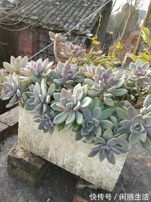 花盆|一种名叫“美人”的植物,皮实好养长得快,一棵长出一大片