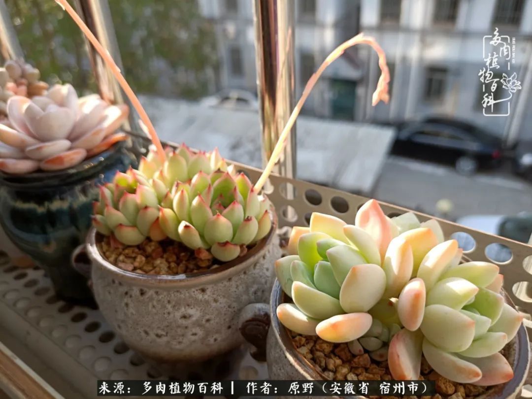 揭秘那些干净又温暖的多肉照片从哪里来