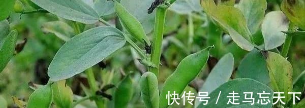 折耳根|中国最难吃的6类蔬菜,假如你全吃过,请允许我叫你一声“大神”
