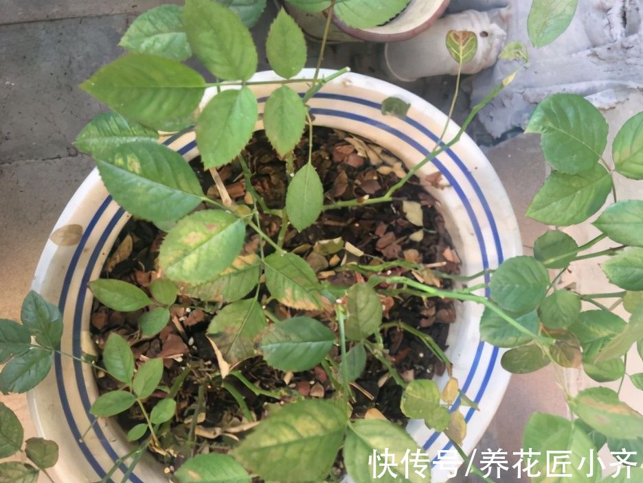 浇水|月季容易变光杆，是因为你没注意“4点”，合理改善才能叶绿花多