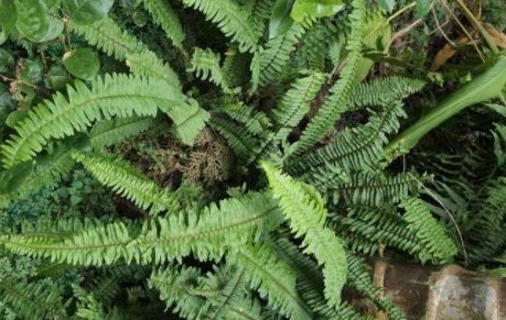 泡酒|农村常见的一种“吸毒”野草，泡酒服用，祛风活血能治跌打损伤