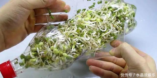 生根|矿泉水瓶有“大作用”,10个“用法”最经典,可以种豆芽、养花