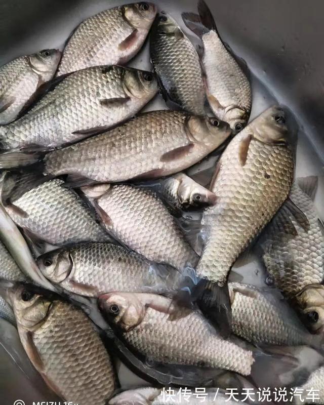 野钓到底什么饵料好？小鱼商品大鱼发酵，但要留意搭配