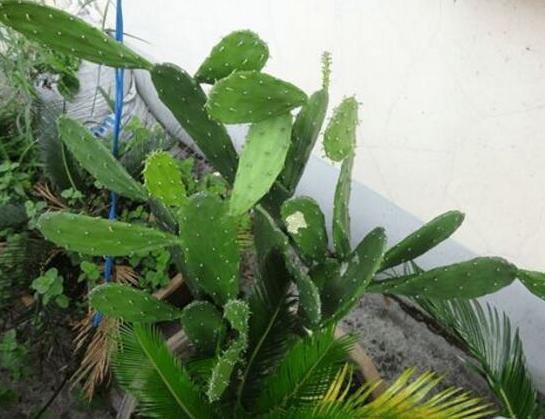 这几点记住了!仙人掌长出高海拔,又壮又肥像打了鸡血