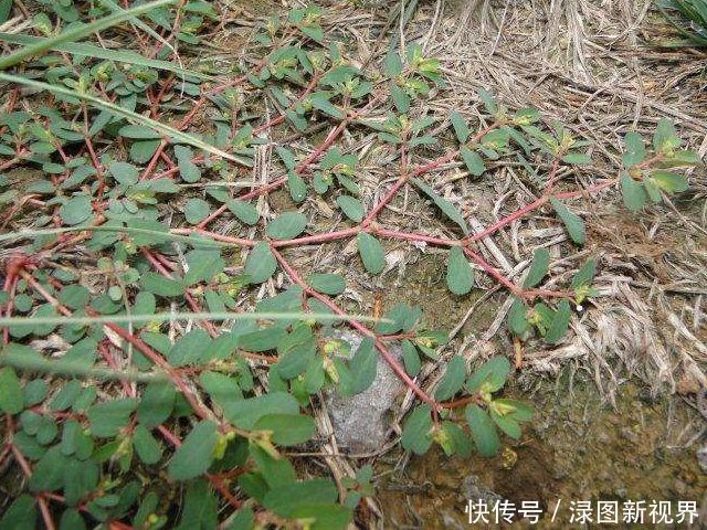 马齿笕的“孪生兄弟”，人称“血见愁”，止血不留疤，你见过吗