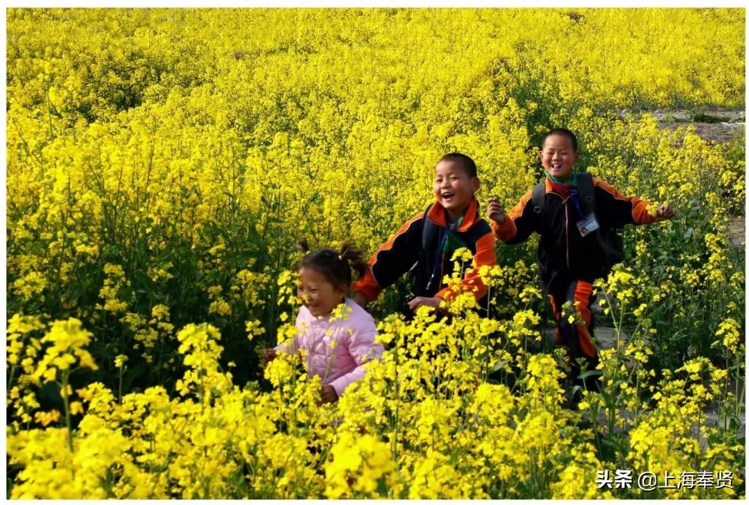 马鞭草|月月有花看，季季有花开！这个“花的世界”惊艳你的一年四季！