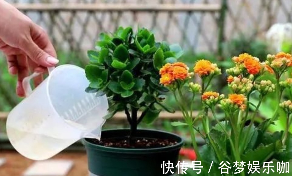 6月养长寿花，讲究“3少1多”，做到这几点，长得旺状态好