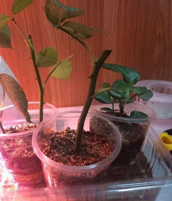 学会这种扦插法，2周生根，插什么活什么，太简单了！