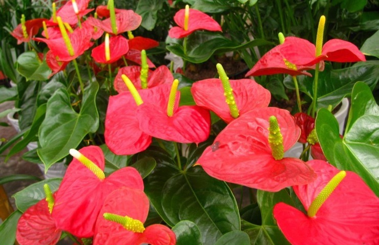 养护|这4种“旺运花”，寓意好、颜值高，养一盆是真不错！