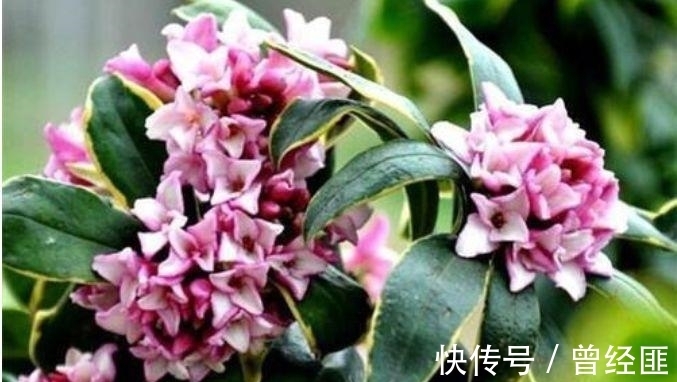 养花试试这几款,花开繁盛花香怡人,繁花似锦,姿色艳丽