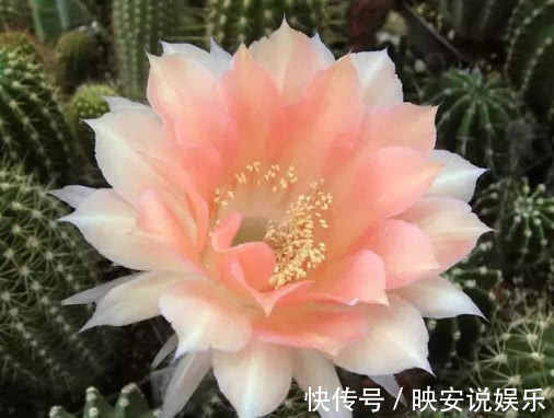 球属|见过“仙人球”开花吗想要开出漂亮的花，掌握3点就够了，美！