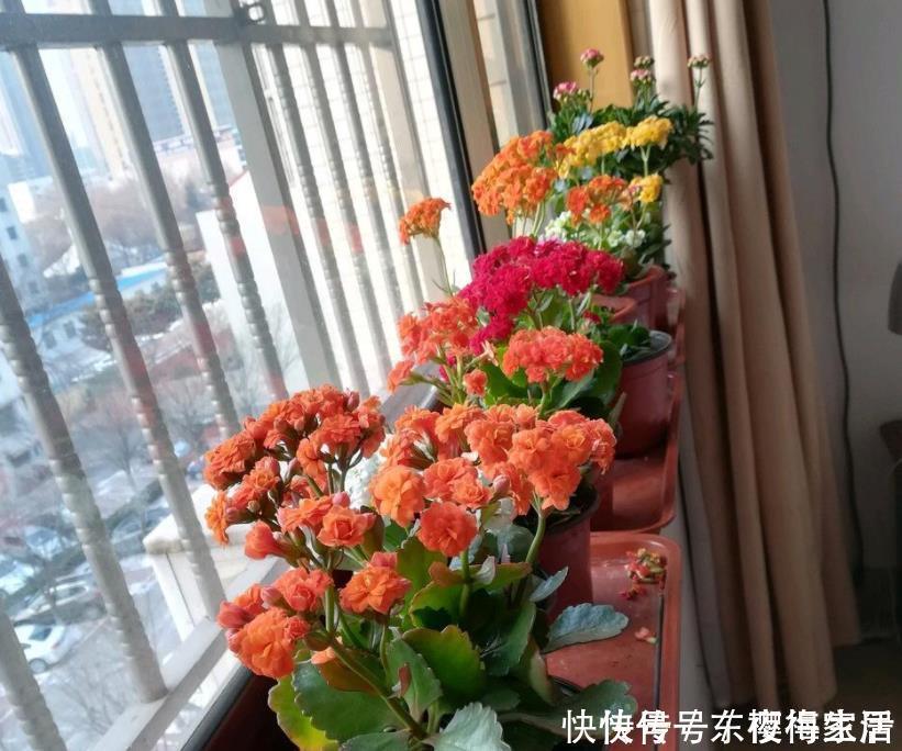 阳台上|养花不需品种多,4种花任选一种,开花整齐又好养,阳台犹如花海