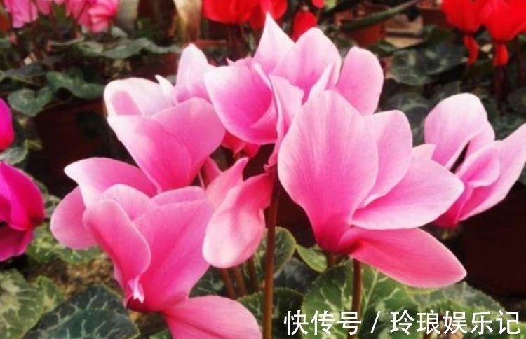 4种花好养易活,旺财又养人,开花喜庆又好养,满屋飘香!