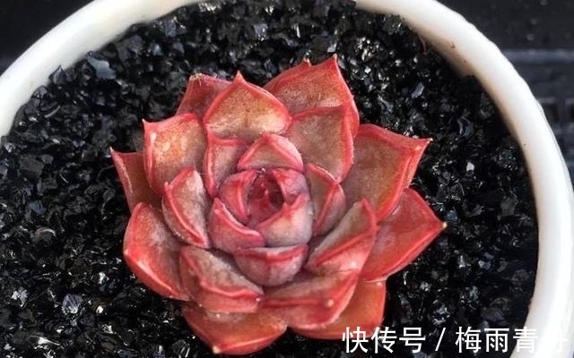 最像玫瑰花的8款多肉，小球玫瑰颜值最高，山地玫瑰最好养