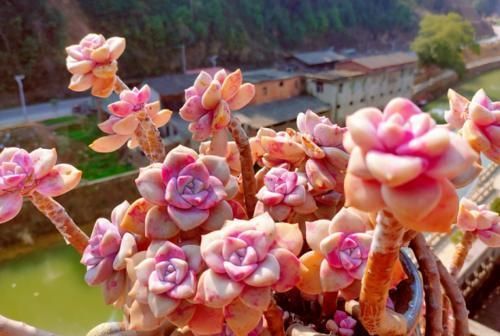 事项|新手养多肉有哪些注意事项?我总结了5点,掌握好就能养好多肉了