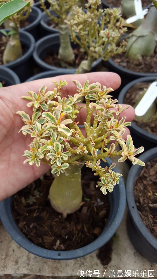 浇水|8种“漂亮花”,冬天要“虐着养”,越虐越健康,不然很难过冬