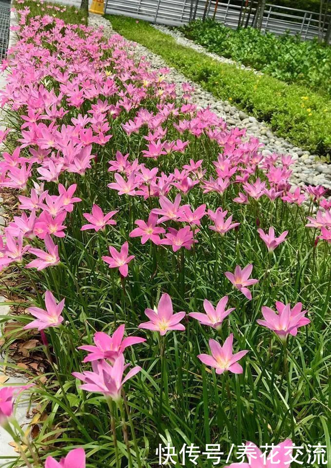 耐热耐晒的4种观赏盆栽,花量丰富,大多可四季不停开花