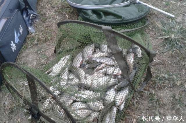 水草|一提冬钓,我只喜欢用这方法对付鲫鱼---皇禾钓具