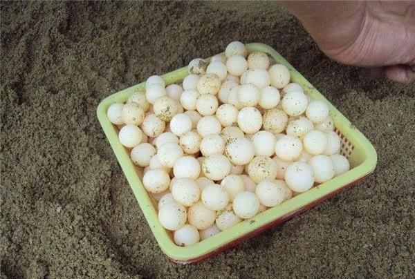 這蛋的含鈣量比雞蛋高4倍,卻比鵪鶉蛋還小,很少有人吃過