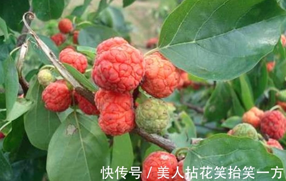 农村|农村这罕见的树木，它曾是皇帝的御用树，现如今想找到都困难！