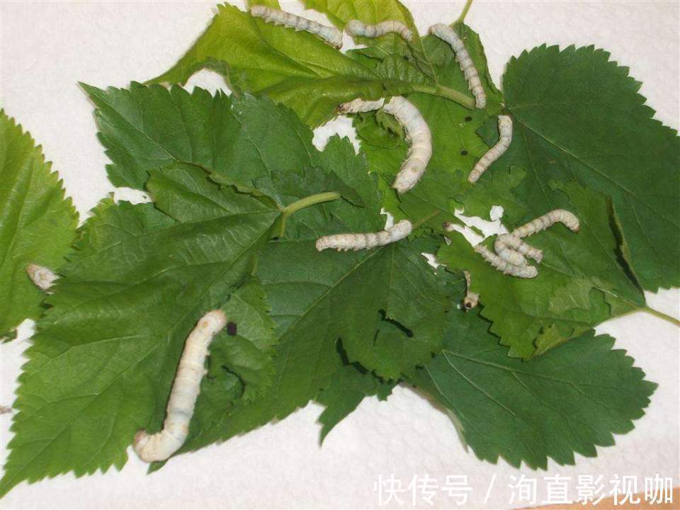 病症|桑叶能用好,一定是个宝,一片桑叶,8种病症都能治!