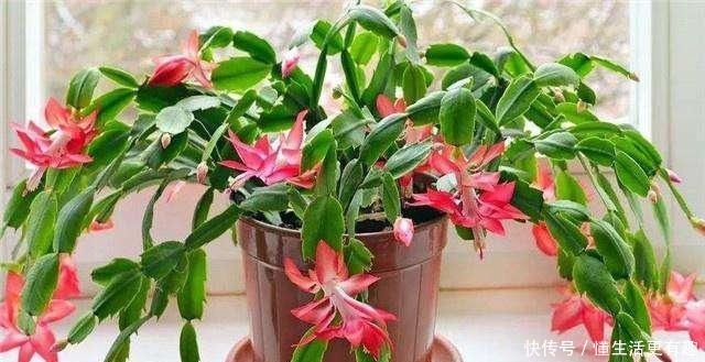 蟹爪兰长满大花苞可不是好事,缺了这一步,一朵也开不了!