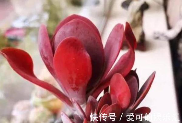 伤口|多肉唐印不多爆芽怎么办,一篇文章告诉你