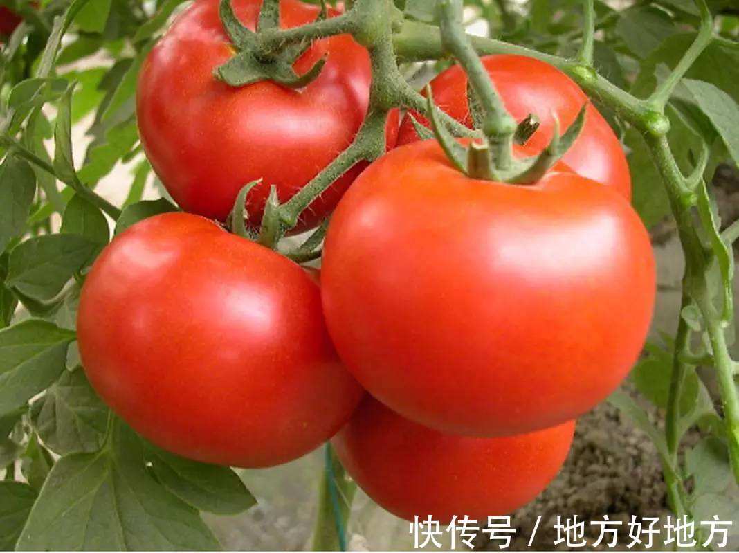 番茄红素|常吃西红柿的人,不容易生病,但切忌与一物同食,早知早受益!