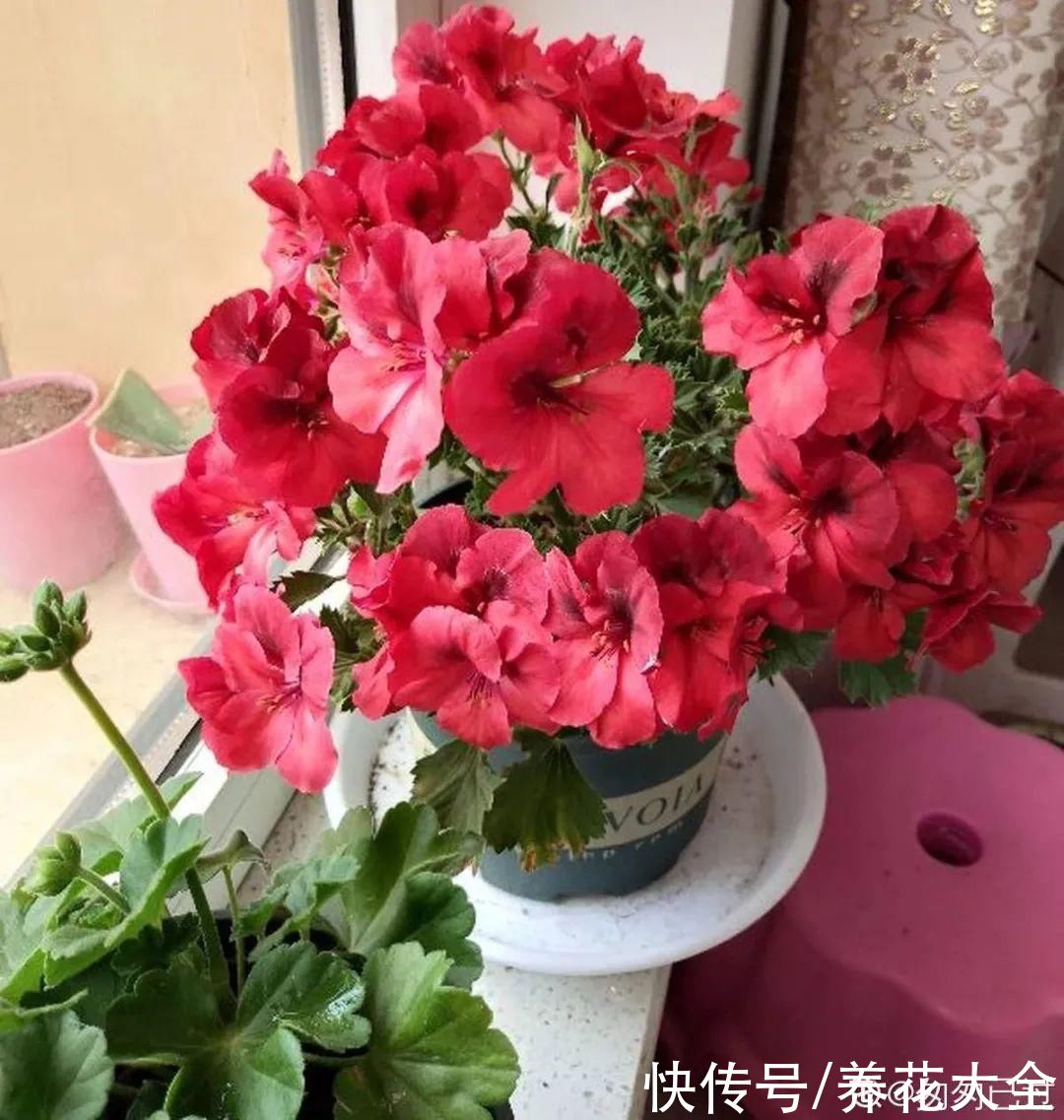 冬天好养的花，皮实不娇气，颜值高上档次，咋养都开花