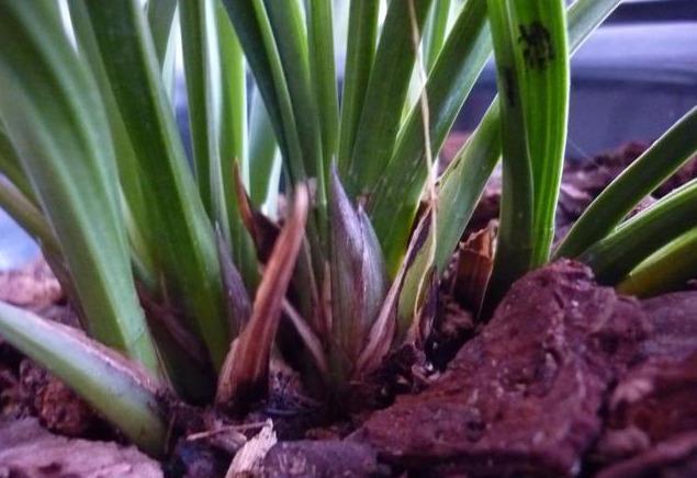 要把带花苞的兰花种活,要去“剪一刀”,不然就“悬”咯!