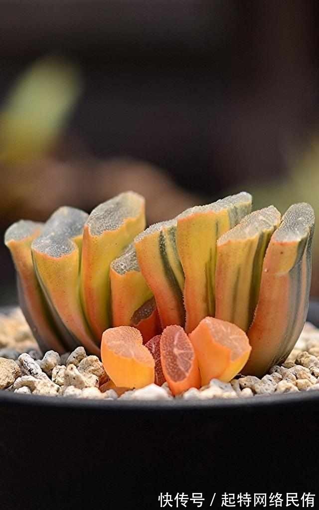 玉扇锦|多肉植物图鉴之玉扇锦