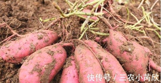 地窖|奶奶保存红薯的妙招，不用地窖也可以，放1年都不坏，还越来越甜