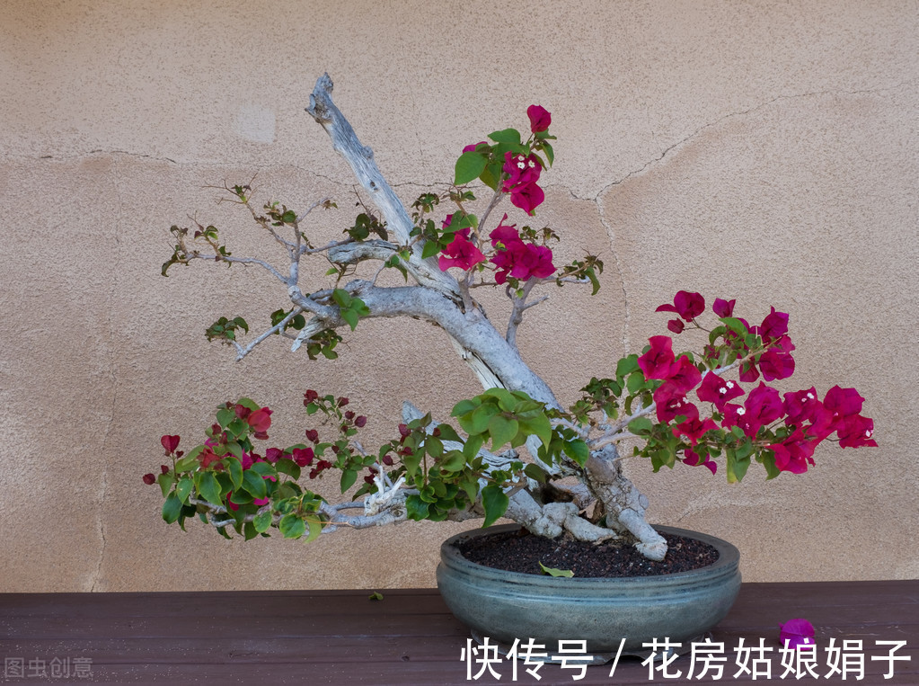 叶片|这6种花适合小盆养,用小盆,少管它,反而越长越旺,花开爆盆