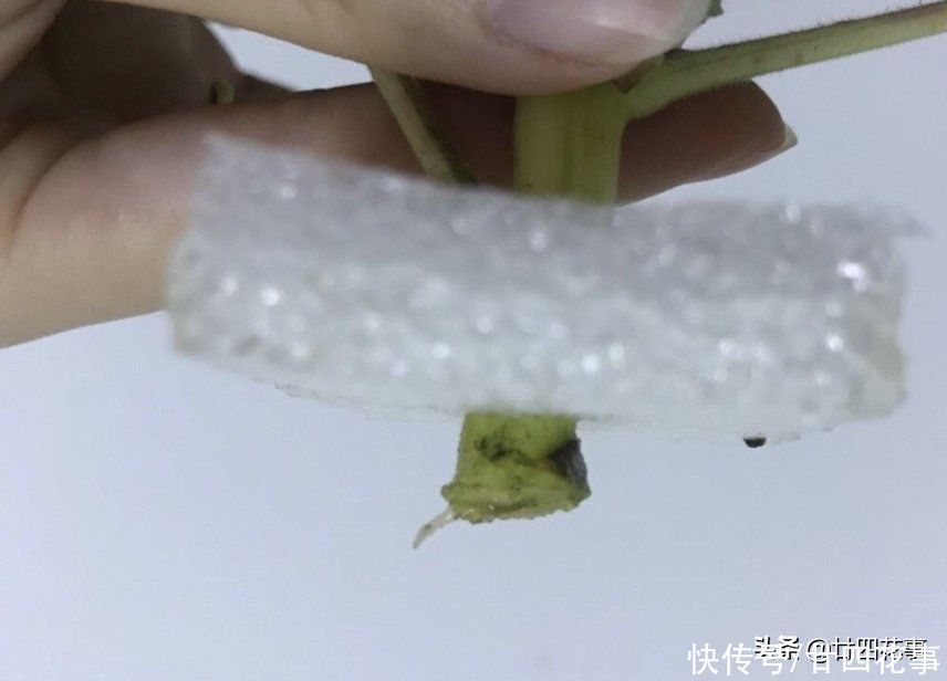 秋天扦插四种花，生根成活快，明年花开满阳台，实现“赏花自由”