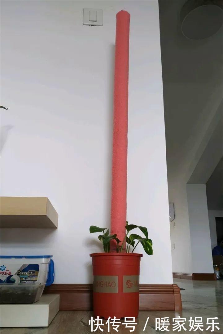 花友|绿萝裹个旧毛巾,俩月能爬1米高,一片叶子脸盆大!