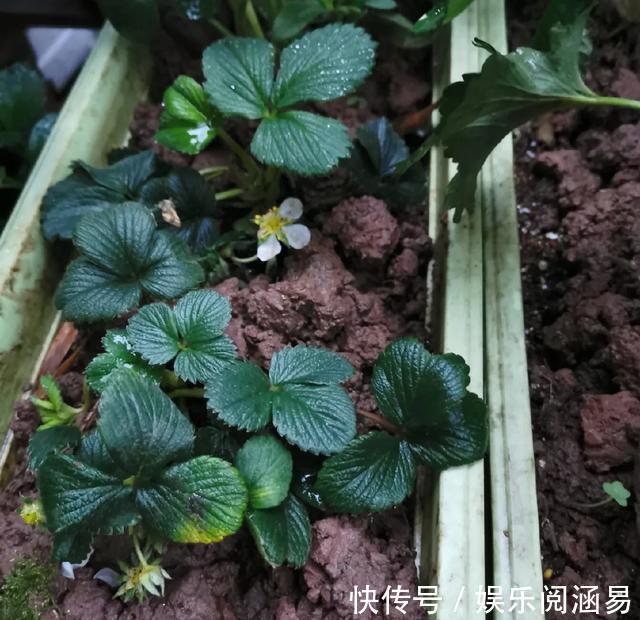 10种不能淋雨的花,淋完雨就死,盆栽养花注意事项