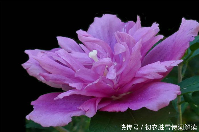 孟姜|盛夏槿花,颜如舜华,朝开暮落,仙子优雅,槿花八首伴盛夏